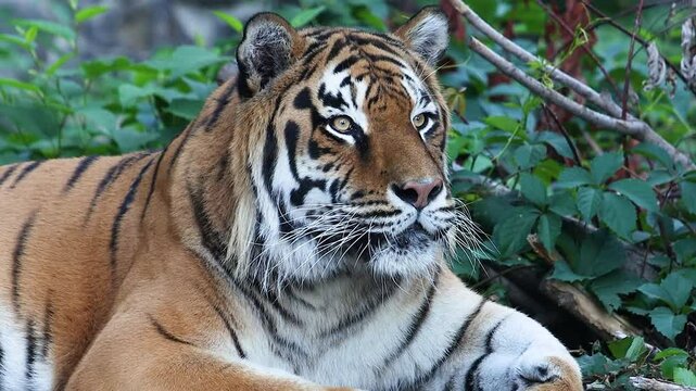 The tiger looks ahead attentively