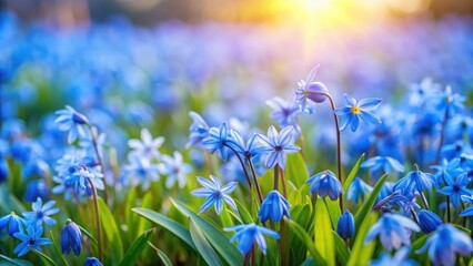 Fototapeta premium A vibrant field of delicate blue spring flowers basking in the warm glow of the setting sun, a symphony of nature's beauty and grace.