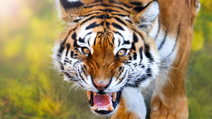 tiger bared its teeth and looked forward
