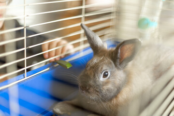 A rabbit lies in a cage. A girl with a rabbit. Brown rabbit close up.