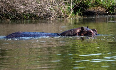Fototapeta premium Hippopotamus in the water of the White Nile river at Murchison falls national park in Uganda