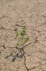 Plant from dry soil. Selective focus.