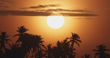 Timelapse Of The Sun Rising Behind Tropical Palm Trees At Golden Hour - Powered by Adobe