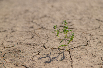 Plant from dry soil. Selective focus.