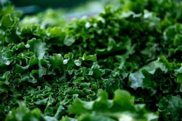 Fresh salad leaves displayed on a farmer's market counter