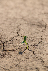 Plant from dry soil. Selective focus.