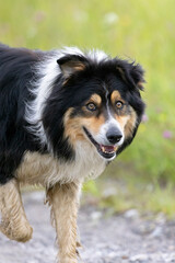 a large dog caught on the run