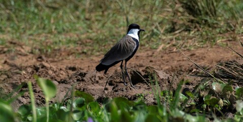 Long toed lapwing in the wetland of the white nile river in Uganda