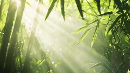 Serene Beauty of Unseen Thailand: Tranquil Bamboo Forest Sunlight Photography