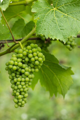 Detail grapes of the vine in the time before locking