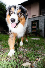 cane di razza pastore australiano che gioca in giardino con la palla. cane pastore australiano che fa facce buffe 