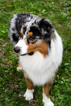 cane di razza pastore australiano che gioca in giardino con la palla. cane pastore australiano che fa facce buffe 
