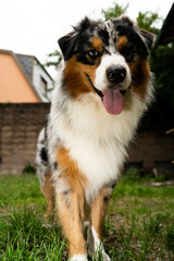 cane di razza pastore australiano che gioca in giardino con la palla. cane pastore australiano che fa facce buffe 