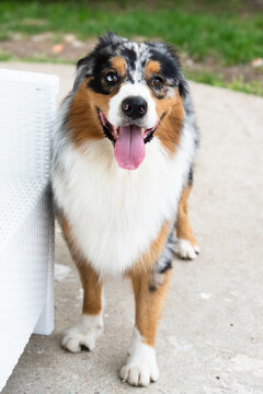cane di razza pastore australiano che gioca in giardino con la palla. cane pastore australiano che fa facce buffe 