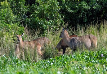 Waterbuck at the white nile river at Murchison falls national park in Uganda