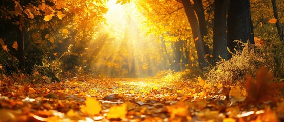 Golden sunlight filters through autumn leaves in a serene forest path, creating a warm, inviting atmosphere.