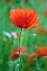 Klatschmohn