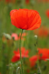 Obraz premium Klatschmohn