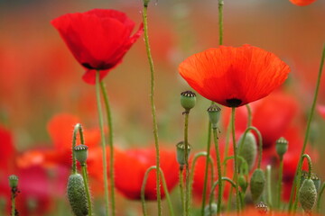 Obraz premium Klatschmohn