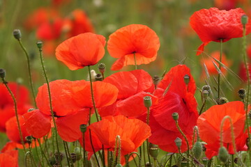 Obraz premium Klatschmohn