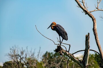 Goliath Heron at the white Nile river in Murchison falls national park in Uganda