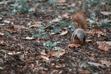 Autumn. Animals against the backdrop of a beautiful bright autumn.