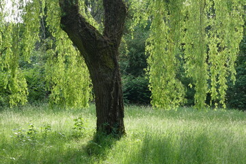 Obraz premium Trauerweide