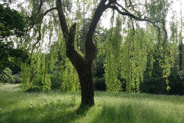 Trauerweide