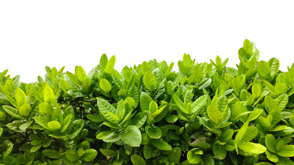 Obraz premium Bush or shrub wall isolated on white background with clipping path for graphic design.