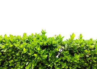 Bush or shrub wall isolated on white background with clipping path for graphic design.