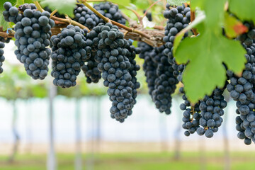 葡萄の房、ブドウ畑、メルロー、メルロ