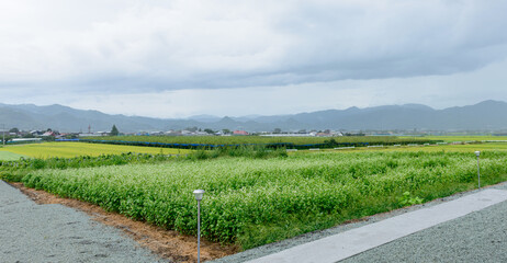 田舎の風景、畑のある景色、葡萄畑、東北