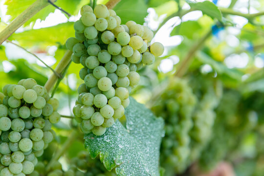 葡萄の房、ブドウ畑、アルバニーニョ、アルバリーニョ