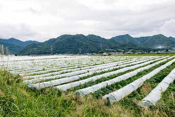 田舎の風景、畑のある景色、葡萄畑、東北