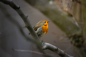 Rotkelchen / Robin