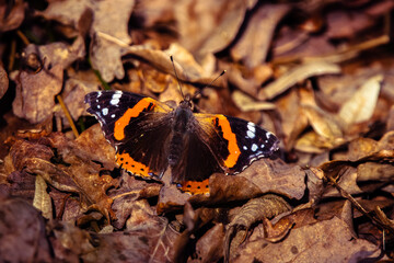 Schmetterling / Butterfly