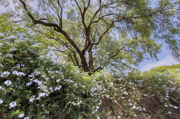 A majestic tree casts its shade over a vibrant bush of delicate white flowers.
