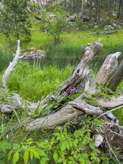 Nature's Harmony: Weathered wood and vibrant wildflowers in a lush forest glade.