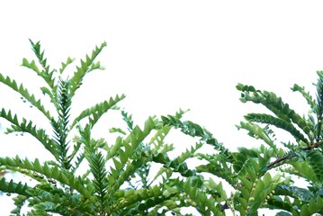 In selective focus a Tropical plant with leaves branches on white isolated background for green foliage backdrop 