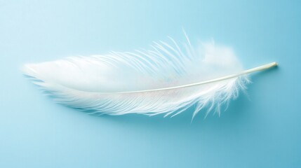 Obraz premium Delicate white feather resting gracefully on a soft blue background.