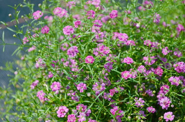 Gypsophila flowers are in full bloom. Small petals are beautiful together.