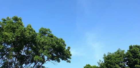 trees under the blue sky background