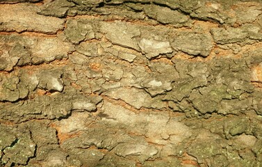 Tree texture with rough background