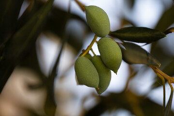 The photo showcases green olives hanging from the branches of an olive tree. The small, plump olives contrast beautifully with the silvery-green leaves, creating a serene