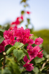 The photo features a vibrant Bougainvillea with its bright magenta flowers cascading over lush...