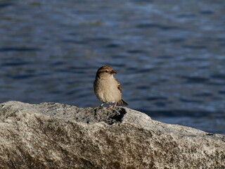 isolated house sparrow on rock by the lake, passer domesticus bird in the sunlight in france.