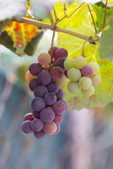 The photo showcases a cluster of ripe blue grapes hanging from a vine branch. 