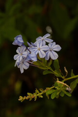 The photo showcases a lush Plumbago auriculata bush adorned with delicate blue flowers.