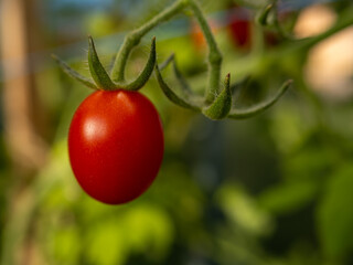 One red tomato in the greenhouse close-up