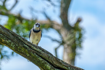 Blue Jay Facing Forward on a Tree Branch